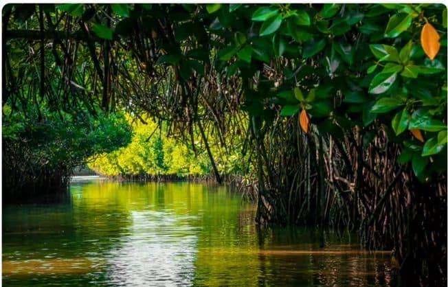 Pichavaram Mangroves